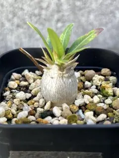 a_ konC様 リクエスト 2点 まとめ商品