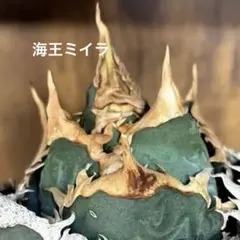 Dragon Agave産 アガベ 麻花 子株 ブツブツ 麻花龍 星空 冰雹 - メルカリ
