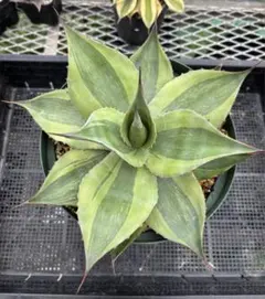 2026年最新】オバティフォリア キラーの人気アイテム - メルカリ