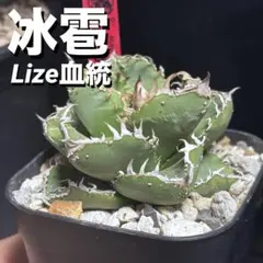 LIZE 冰雹　現品出品　ブツブツ系最高峰 2026年最新】冰雹の人気アイテム - メルカリ