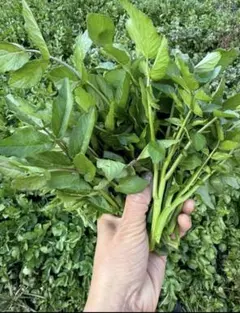 自然クレソン1kg＋バラバラニンニクオマケ 自然クレソン1kg＋バラバラニンニクオマケ - メルカリ