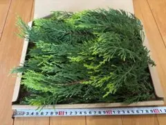 コノテガシワ苗　コニファー　針葉樹 コノテガシワ苗 コニファー 針葉樹 - メルカリ