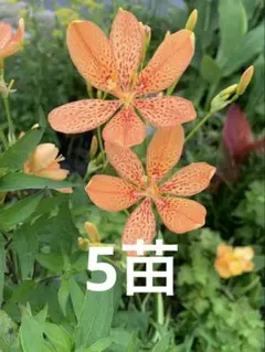 2026年最新】花苗の人気アイテム - メルカリ