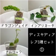2026年最新】ビカクシダ希少種の人気アイテム - メルカリ