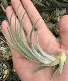 T.ionantha mexico giant bloody gem 子株 - メルカリ