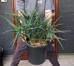 2025年最新】アロエストリアツラの人気アイテム - メルカリ