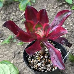 サ*ん様 多肉植物 アエオニウム 浣紗 抜き苗 ◎メルカリ便◎ - メルカリ
