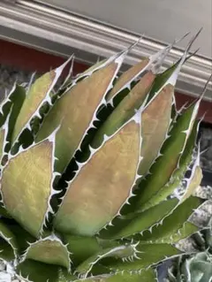 2025年最新】アガベ 大型の人気アイテム - メルカリ