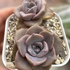 桃くま 優木園さん苗 多肉植物 - メルカリ