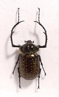 2026年最新】コガネ 標本の人気アイテム - メルカリ