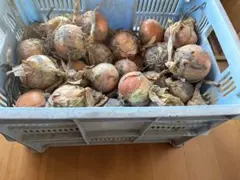 専用 晩生玉ねぎ＆旬野菜セット 農薬不使用 100size - メルカリ