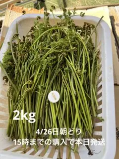 ２kg【4/26朝採り　わらび】１５時までの購入で本日発送