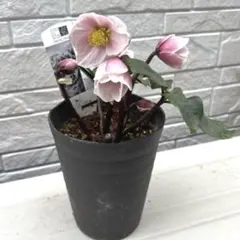 2026年最新】広瀬園芸 クリスマスローズの人気アイテム - メルカリ