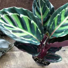 ディッキア dyckia ピンクミリピード 子株 otto アガベ - メルカリ