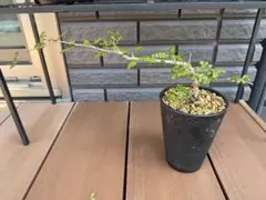 オペルクリカリアデカリー　実生のサムネイル