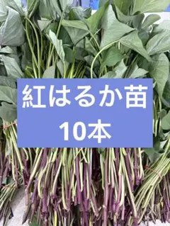 紅はるか切り苗 20本 茨城県産 PVP付き - メルカリ