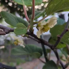 キウイ 花粉 ゴールドキウイフルーツ 雄花 花粉 受粉用 ゴールデン 30
