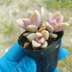 多肉植物 桜牡丹 ポットごとのサムネイル