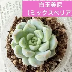 白玉美尼 ミックスベリア 多肉植物 おらいさん - メルカリ