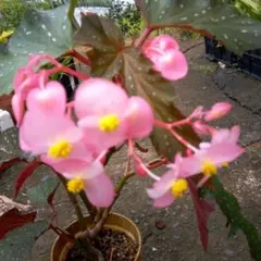Top【選抜株】多肉植物 15531ベゴニア 35個 鉢無し/脱土 - メルカリ