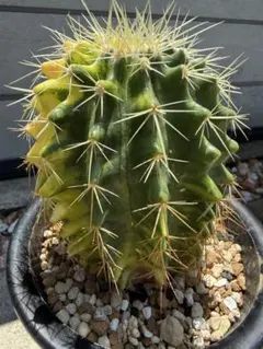 弁慶柱 分頭2頭 発根済み 即地植え可能 ③ - メルカリ