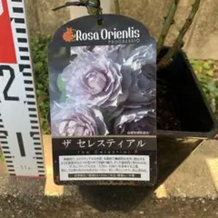 のこのこ様 リクエスト 4点 まとめ商品