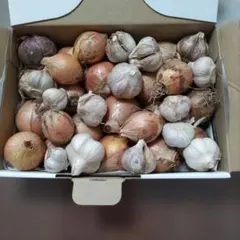 国産　玉ねぎ にんにく 小粒　農薬不使用のサムネイル