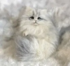 リ*リ様 羊毛フェルト　猫ブローチ　MinoA