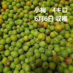 【小梅　約4kg　箱含まない】6-2のサムネイル