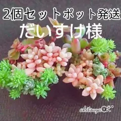 だいすけ様 桜色カリシア 姫秀麗 だるま秀麗 セダム❤ポットごと❤ 多肉植物