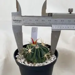 サボテン フェロカクタス 偉冠竜 実生 - メルカリ
