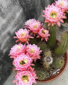 多肉植物 花サボテン 金紐シリーズ 二色 (カキコ) - メルカリ