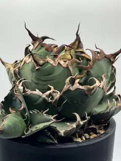 2026年最新】アガベ チタノタ シーザーの人気アイテム - メルカリ