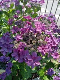ガクアジサイ 紫陽花 オーガニック 苗 | Mercari