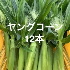 《農家直送》ヤングコーン 12本 ベビーコーンのサムネイル