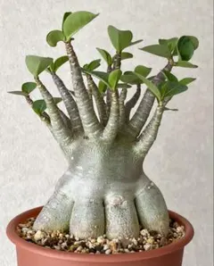 2026年最新】タコ足アデニウムの人気アイテム - メルカリ