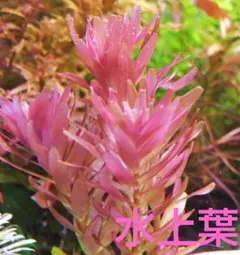 １６本 １０cm ロタラ sp. インレー ♪ 無農薬 水上葉