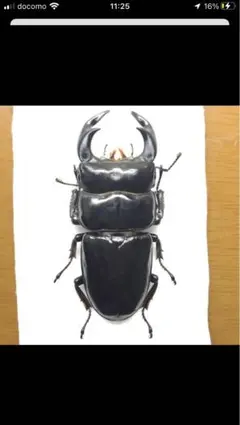 2026年最新】アンタエウスオオクワガタの人気アイテム - メルカリ