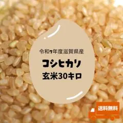 農家直送 令和7年度産コシヒカリ 白米30キロ 送料無料 コシヒカリ 【蛍の里のコシヒカリ】30kg(10kg×3) 令和7年産 1等 白米