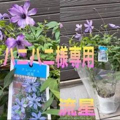 ティンカーベル　クレマチス　流星　５号　アーチ仕立て　パープルスパイダー くみばぁ様専用 クレマチス 流星 5号 アーチカシス パープル