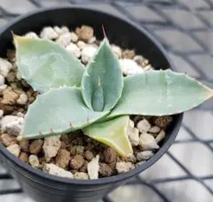 2025年最新】トランカータ 実生の人気アイテム - メルカリ