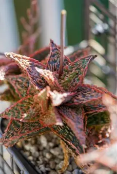 アロエハイブリッド　タイ種子実生B アロエハイブリッド タイ種子実生B