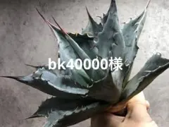 2025年最新】チタノタ南アフリカダイヤモンドの人気アイテム