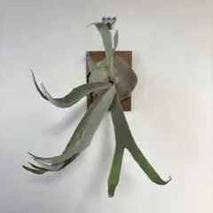 2025年最新】veitchii wild vpの人気アイテム - メルカリ