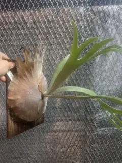 ビカクシダ 健康な植物 新芽あり 法花園 ベイチー spore - メルカリ