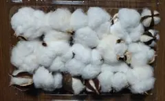 ⑦訳ありコットンフラワー★綿花★約20個（小さな蕾、いびつな形等含）ハロウィン用
