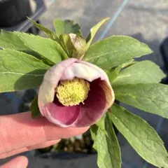 あまがえる様 リクエスト 2点 まとめ商品