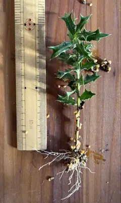 rurinotuki312可愛真鈴様 リクエスト 5点 まとめ商品