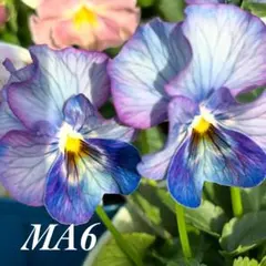【MA6】マジックアワー種15粒フリルパンジーブルーベインレアカラーのサムネイル