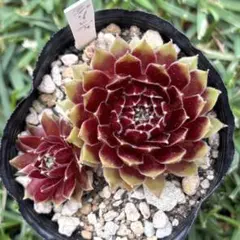 綾桜 抜き苗 センペルビウム 多肉植物 - メルカリ